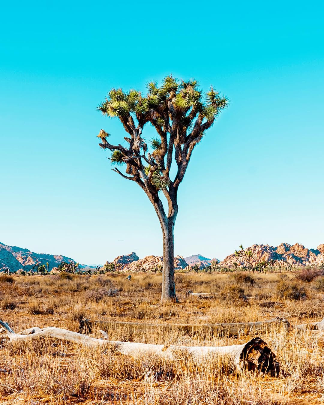 LANDSCAPES image JoshuaTree_Landscapes.jpeg